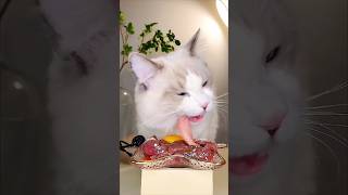 Get them PROTEINS 😻 Credit  Coyumyum asmr catmukbang [upl. by Buttaro477]