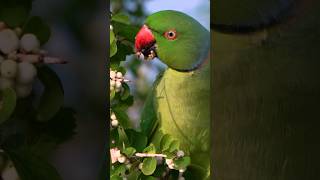 Rose ringed parakeet sony a6400  Tenkasi [upl. by Theone698]