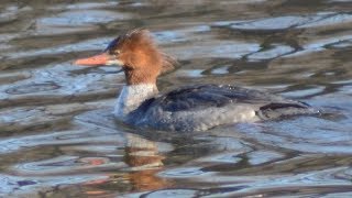 Common merganser diving swimming amp flying [upl. by Ycniuqal]