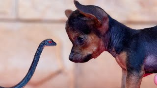 PILILIU ACHOU UMA AMIGA  PINSCHER FILHOTES [upl. by Posehn]