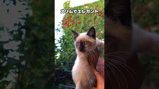 猫の種類とその個性。自分にピッタリの猫を見つけたい方必見！ shorts cat voicevoxずんだもん 猫のいる暮らし 猫好きさんと繋がりたい 猫のいる生活 ペット [upl. by Aneeres]