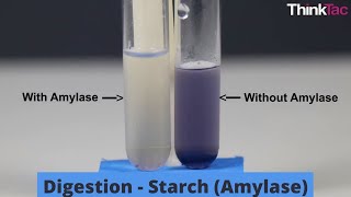 Digestion  Starch Amylase  Class 10 Experiential Activity [upl. by Kuhn]