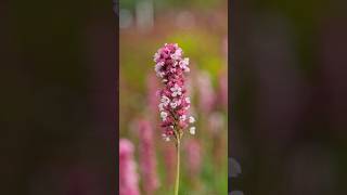 Persicaria affinis Kabouter  poznaj niską okrywową i długo kwitnącą bylinę byliny kwiaty ogród [upl. by Nho]