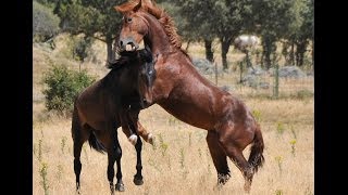 EL JEFE DE LA MANADA  LUSITANOS EN LIBERTAD [upl. by Arata421]