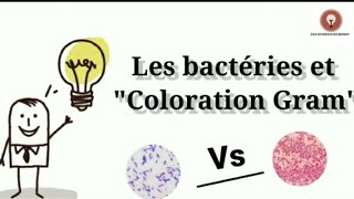 Les bactéries et coloration Gram أجي تفهم 🔴 [upl. by Carri]