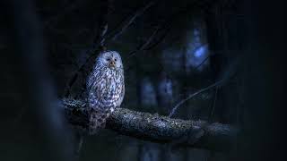 10 HOURS Beautiful Haunting Owl Calls  Owl Sound Effects Hoots to Relax and Sleep Scare Birds [upl. by Marmawke]