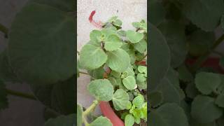 Ajwain plant ko kaise lgate hai ajwainplant garden shorts farming ajwainwater [upl. by Mahmud]