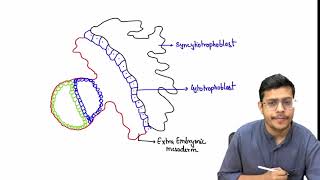 MBBS 1st Year General Embryology Third Week Of Devlopment [upl. by Nnairda]