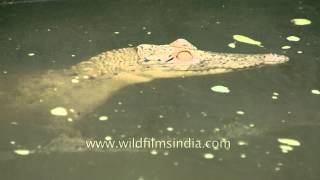 Streamlined body of a crocodile Sunderban National Park [upl. by Essinger]