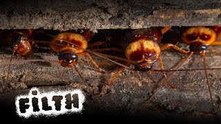 One Thing You Should NEVER Do When Exterminating Cockroaches [upl. by Rosalinde]