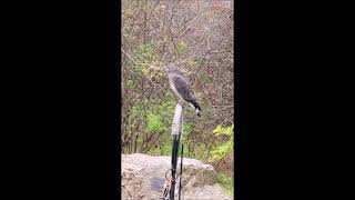 Broad Winged Hawk at Carbon County Environmental Education Center [upl. by Adnuhs976]