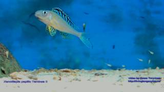 Xenotilapia papilio Tembwe II with fry [upl. by Siegler]