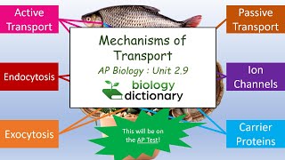 Mechanisms of Transport Maintaining Homeostasis in Living Organisms  AP Biology 29 [upl. by Einahets]