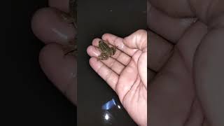 part 26 catch the green frog disappear in funny l catch the frog fly happily🤏🐸🤗😂 [upl. by Johm]