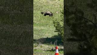 Grizzly Bear 1063 and her cubs at Grand Teton National park on 6624 [upl. by Kessia833]