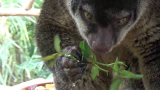 SULAWESI BEAR CUSCUS [upl. by Ailes502]