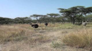 Ethiopian Ostrich [upl. by Williamsen]