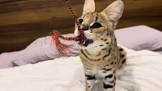 Serval Cat Playing on a Bed [upl. by Adnalram]