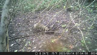 Japanese Raccoon Dogs Drop by the Deserted Den of Japanese Badger during Daily Patrol in Midsummer [upl. by Ayifa]