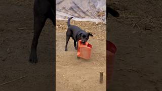 Full Train Dog salmandhillon funny doglover [upl. by Allwein]