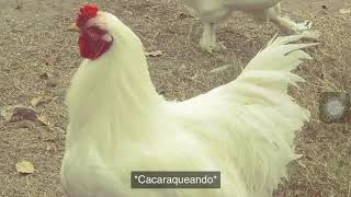 Sonido de gallina [upl. by Acnalb585]