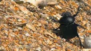 Жукскарабей Scarabaeus sacer  Scarab Beetle  Film Studio Aves [upl. by Elletsirk]