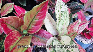 MOST POPULAR AGLAONEMA PLANT VARIETIES [upl. by Ethelred]