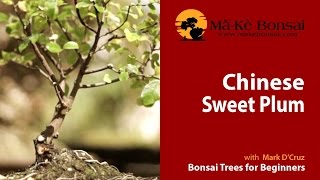 63 How to do Sageretia theezans Chinese Sweet Plum Bonsai [upl. by Romelle14]