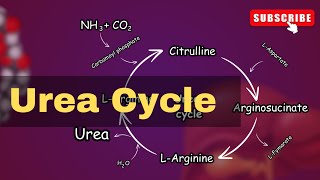 Urea cycle Explained Urea cycle biochemistry  conversion of Ammonia into Urea [upl. by Akehsay]