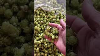 Cascade Hops Freshly Picked and Dried September 2024 [upl. by Aynuat]