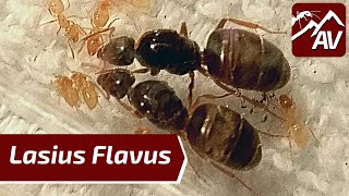 Lasius Flavus The Yellow Medow Ants  Ant Guide [upl. by Nevil333]