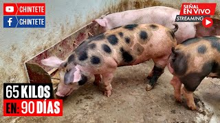 🐷65 Kilos en 90 Días🐷 [upl. by Nemraciram253]