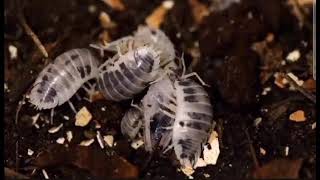 Dairy cow isopods eating a crested gecko [upl. by Ayra]