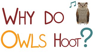 Why Do Owls Hoot [upl. by Nov]