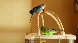 Two parakeets enjoying life as senior citizens [upl. by Anauj]