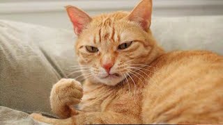 These FUNNY CATS will make you LAUGH SUPER HARD 😹 Funny ANIMALS videos 2024 [upl. by Nanji]