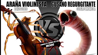 ARAÑA VIOLINISTA VS GUSANO REGURGITANTE [upl. by Nilerual817]