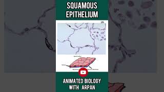 Squamous epithelium histology  1 minute histology [upl. by Beverlie]