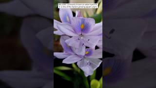 jalkhumbi water hyacinth plant waterplants jallhumbi gardening plant garden waterhyacinth [upl. by Kevon801]