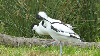 Avocet  OneLegged Preening [upl. by Aciria]