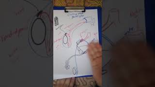 Anatomy of epididymis and Vas deferens [upl. by Winnifred]