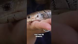 Are Pink Tongue Skinks Really That Tame Dealing With Babies [upl. by Peppi]