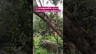 பாறைகளில் ரப்பர் மரம் வளரும் அதிசயம் vedaranyam agriculture kanniyakumari song musicgenre [upl. by Dnana]