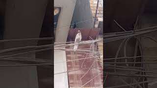 white crow سفید کوا in Karachi Pakistan [upl. by Iak]