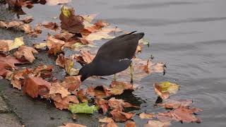 Moorhen turning over fallen leaves [upl. by Southworth]