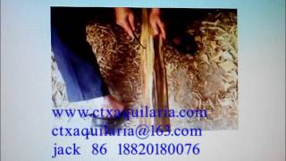 Chinese Hainan natural aloeswood eaglewood aquilaria agallocha oud wood agarwood processing www c [upl. by Goody447]