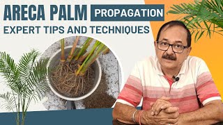 Areca Palm Propagation Expert Tips amp Techniques palm [upl. by Ahseym962]