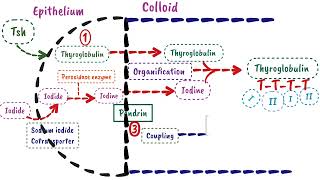 Synthesis Of Thyroid Hormone  Endocrine Physiology [upl. by Kennith]