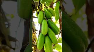 Bilimbi✨ bilimbi fruit nature subscribe shorts youtubeshorts [upl. by Nilra]