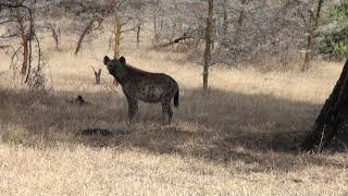 awesome wildlife in Selous [upl. by Durwood]